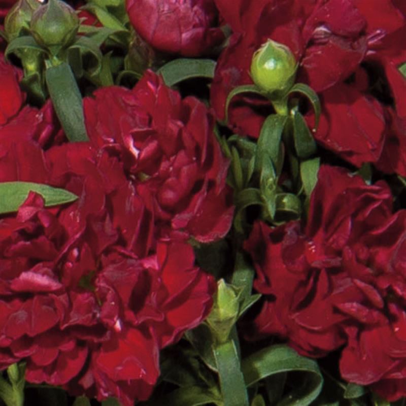 Capriccio dark red®